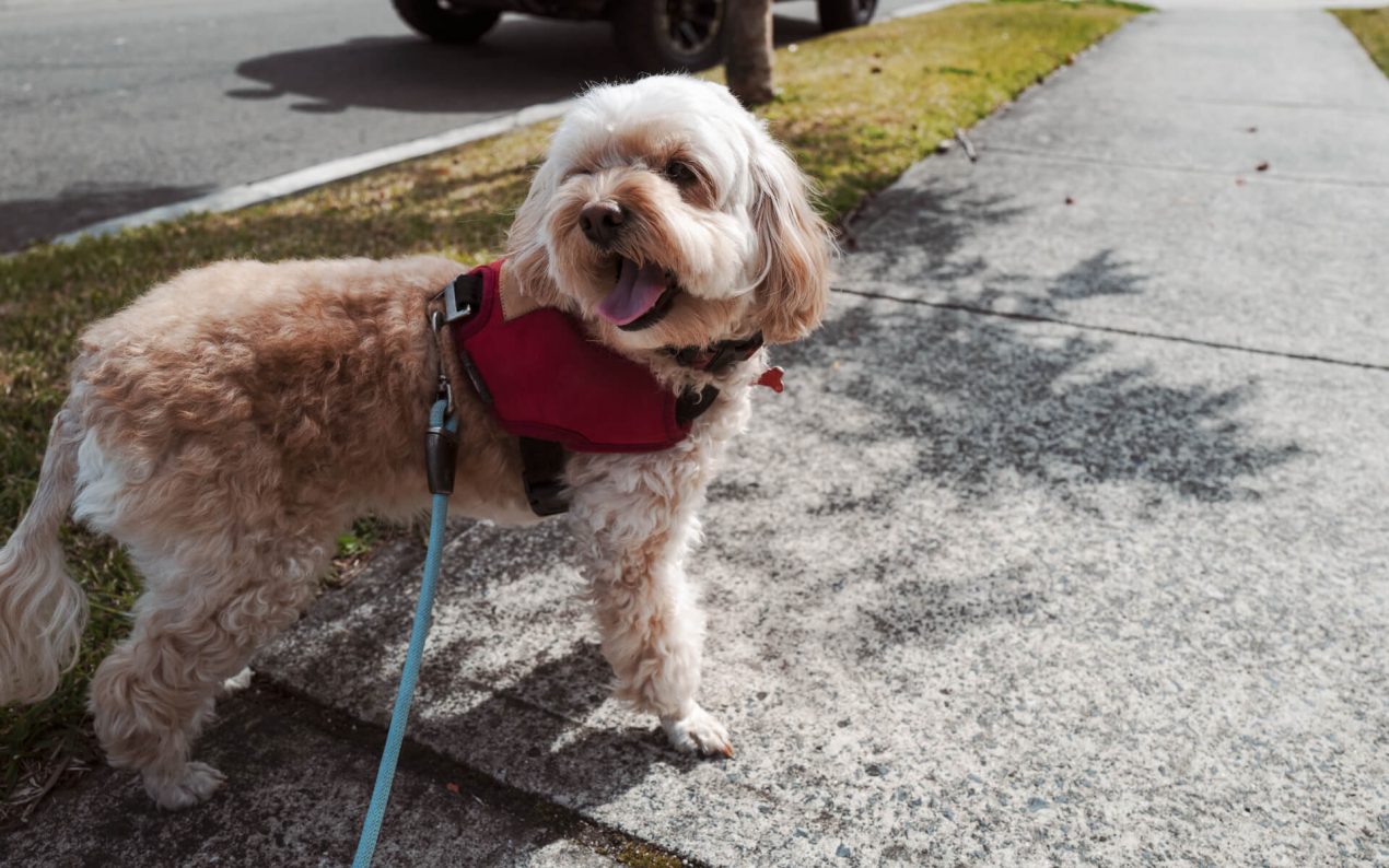 Cavapoo