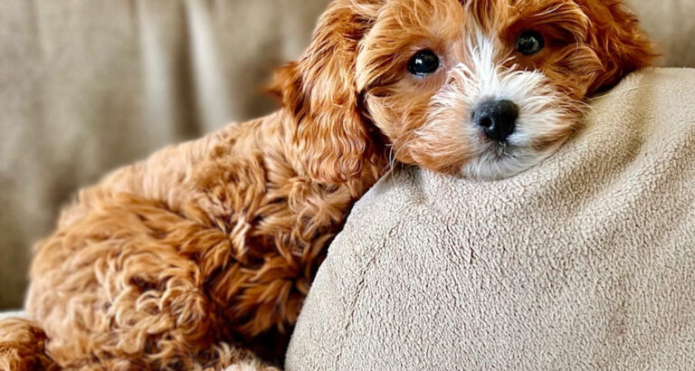 Cavapoo: Dog Breed Characteristics & Care