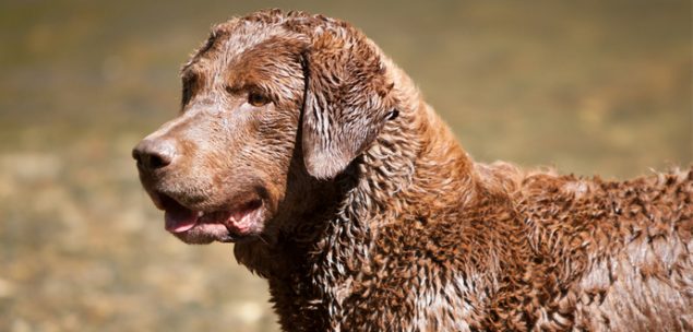 Chesapeake Bay Retriever