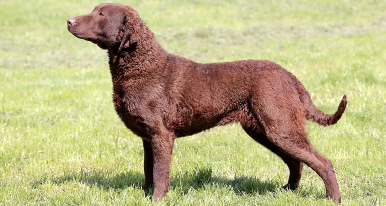 Chesapeake Bay Retriever: Dog Breed Characteristics & Care