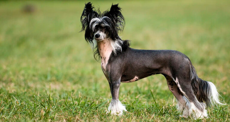 Chinese Crested Dog: Dog Breed Characteristics & Care