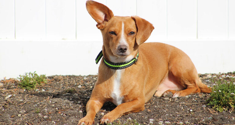 Chiweenie: Dog Breed Characteristics & Care