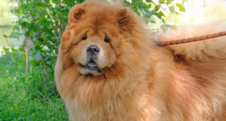 Chow Chow: Dog Breed Characteristics & Care