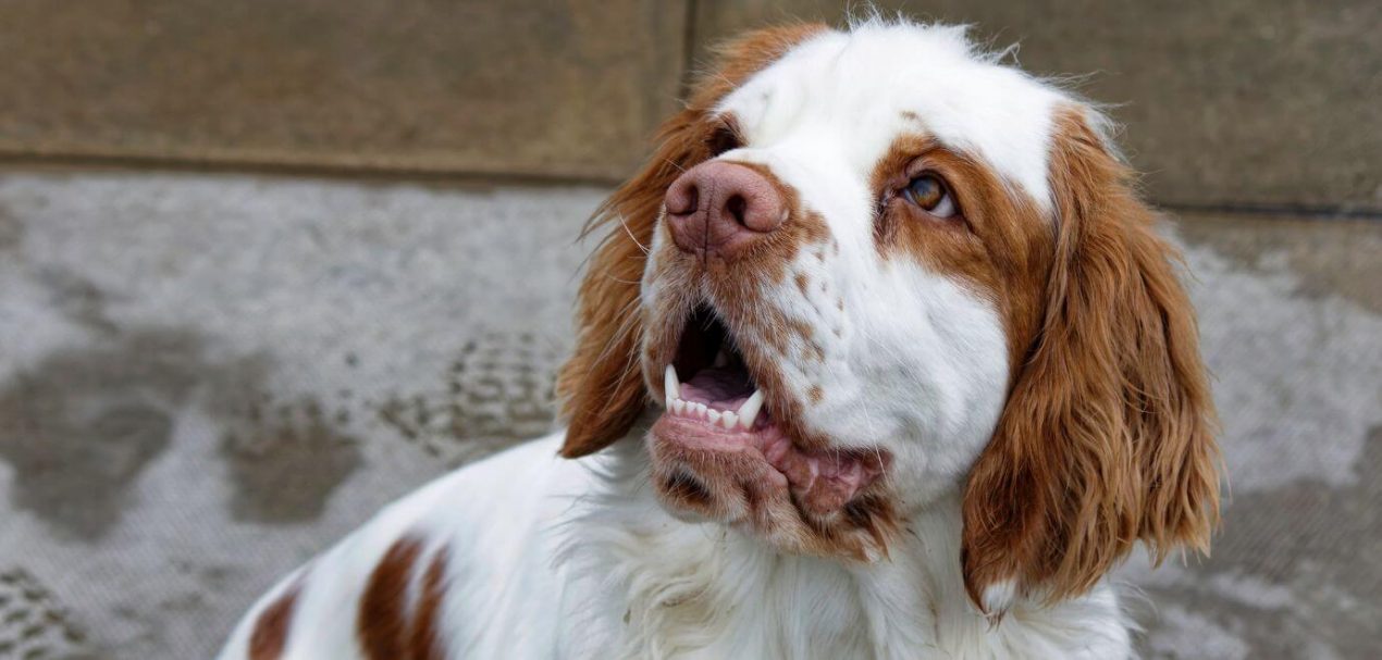 Clumber Spaniel