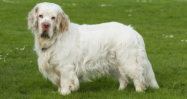 Clumber Spaniel: Dog Breed Characteristics & Care