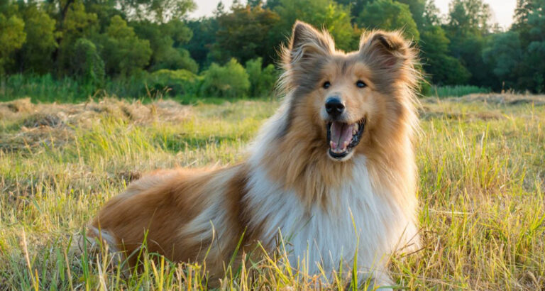 Collie (Rough): Dog Breed Characteristics & Care