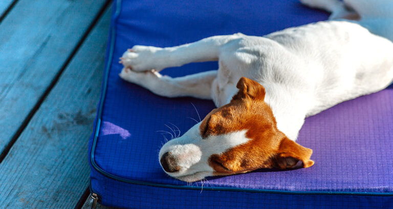 Cooling Mats for Dogs in Review