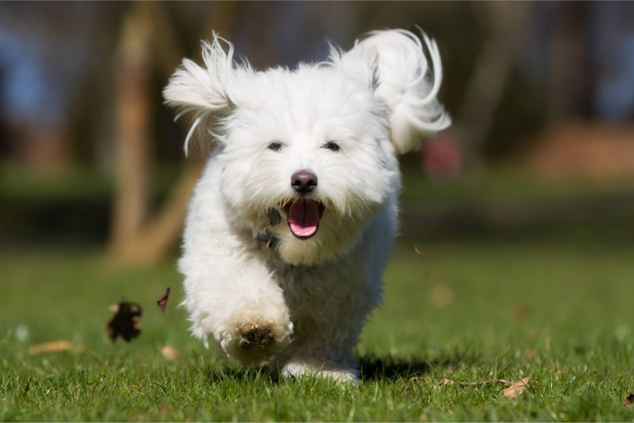 Coton de Tulear