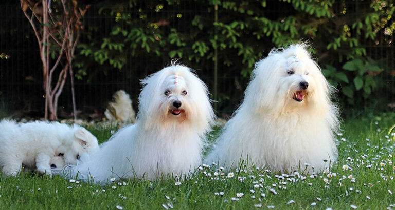 Coton de Tulear: Dog Breed Characteristics & Care