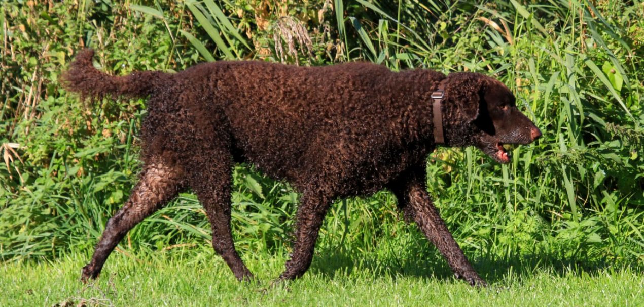 Curly Coated Retriever