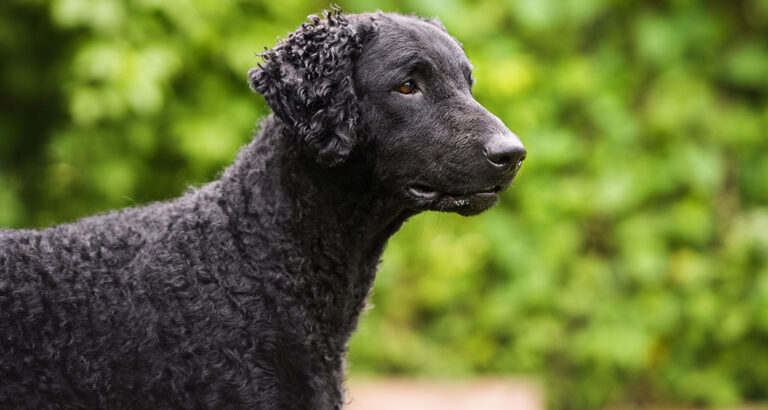 Curly Coated Retriever: Dog Breed Characteristics & Care