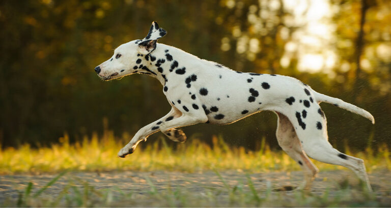 Dalmatian: Dog Breed Characteristics & Care