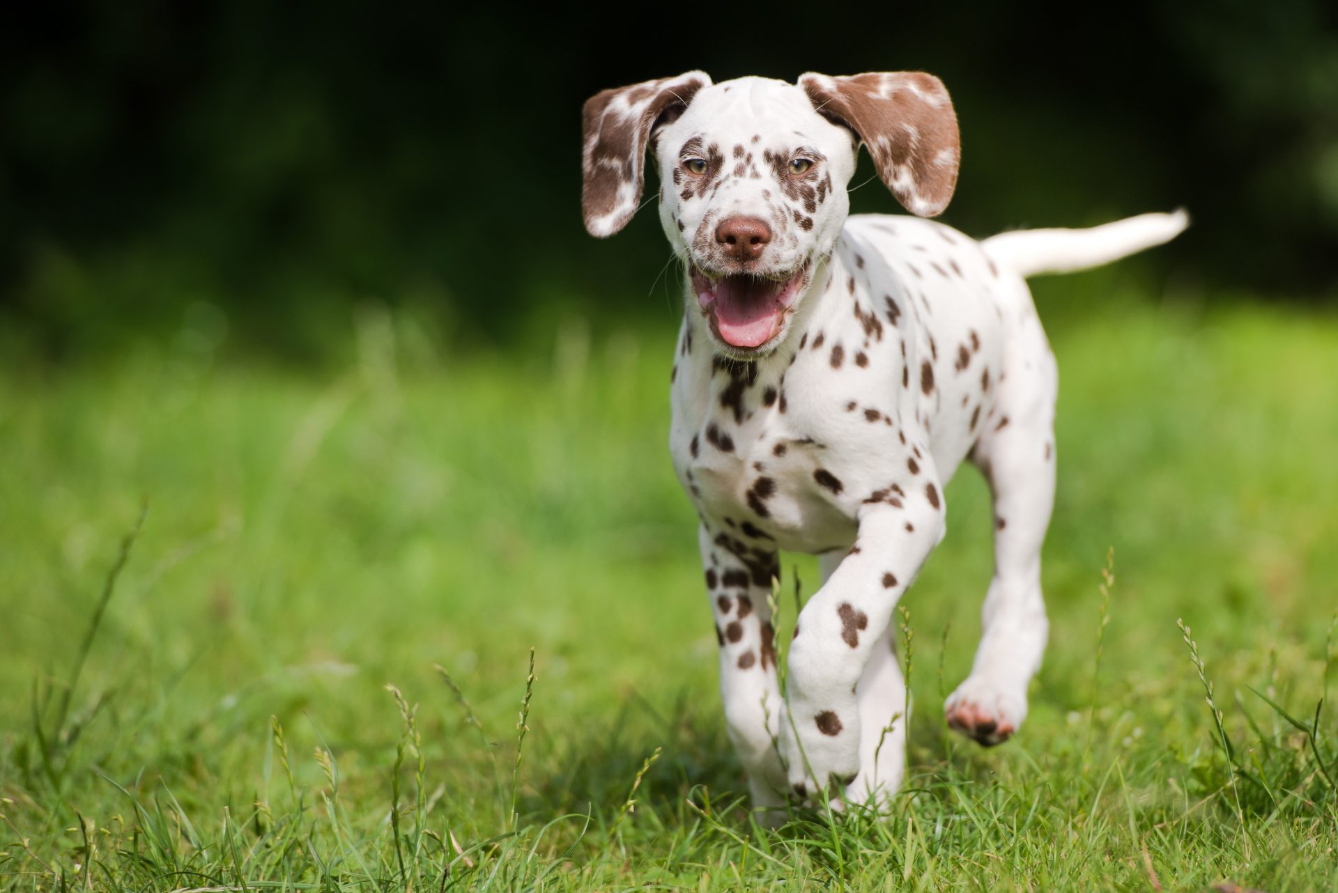 Dalmatian