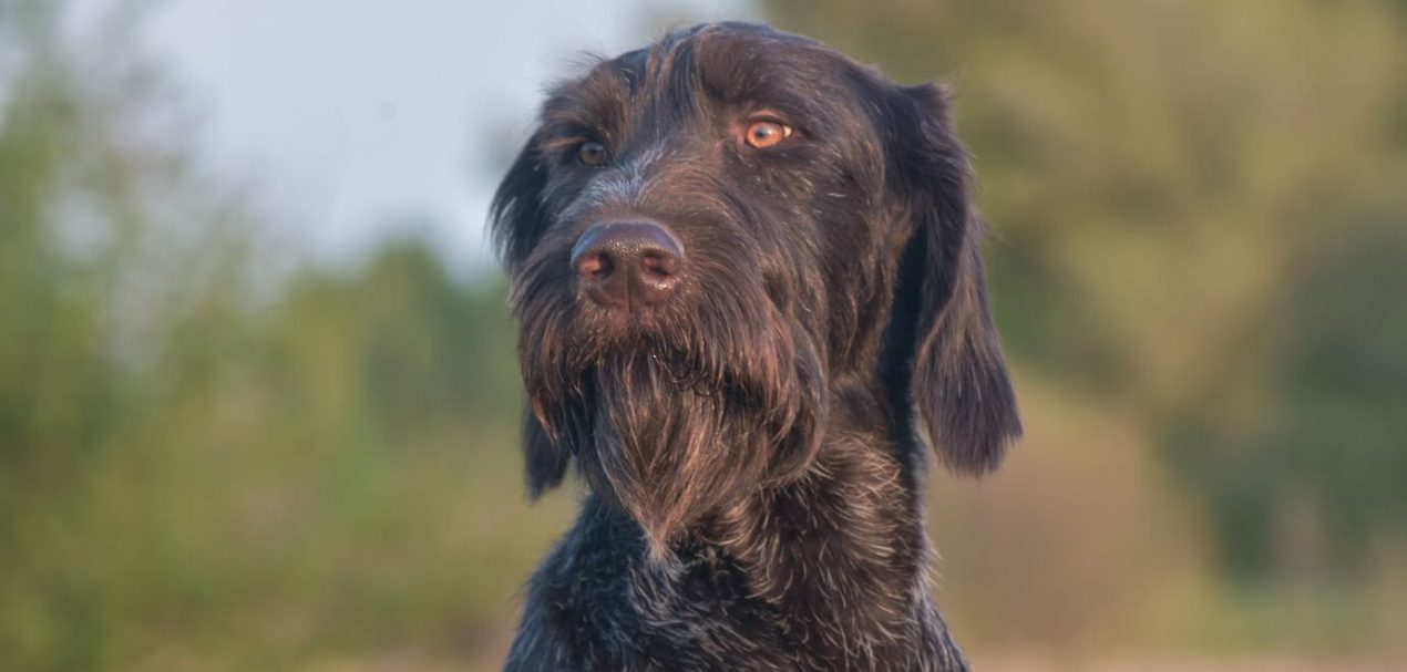 German Longhaired Pointer