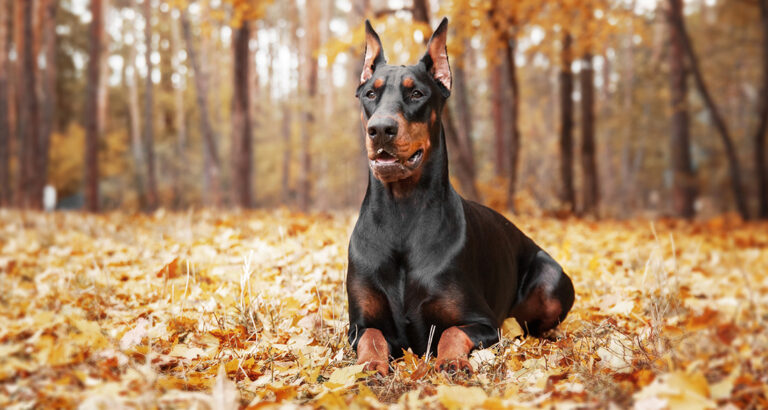 Doberman Pinscher (Dobie): Dog Breed Characteristics & Care