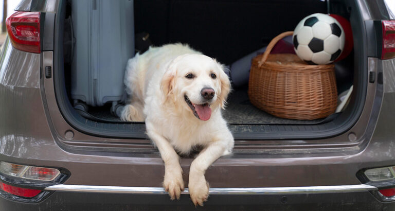 These are the Top 5 Dog Car Ramps