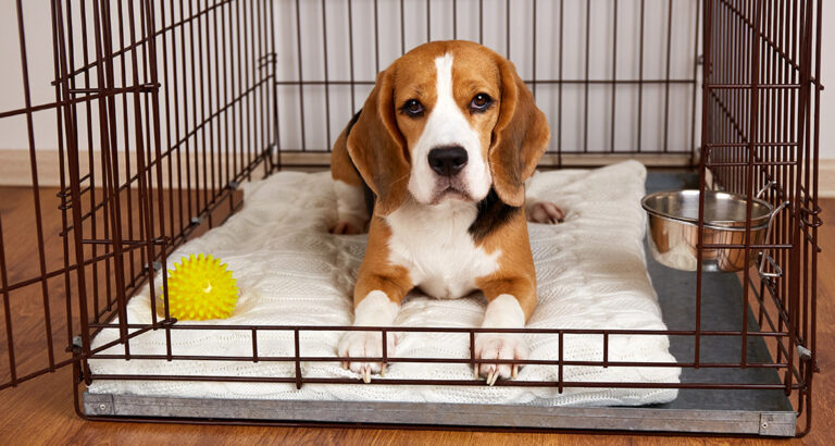 The 4 Best Dog Crates of 2024, Tested and Reviewed