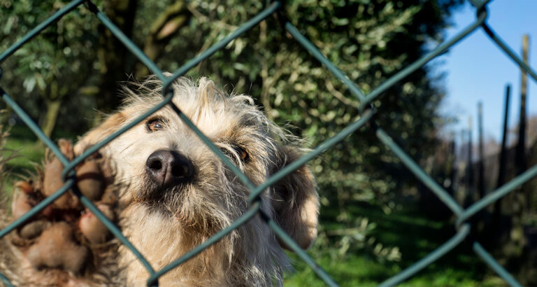 Dog Fence Review (These 3 Brands Convinced Us)