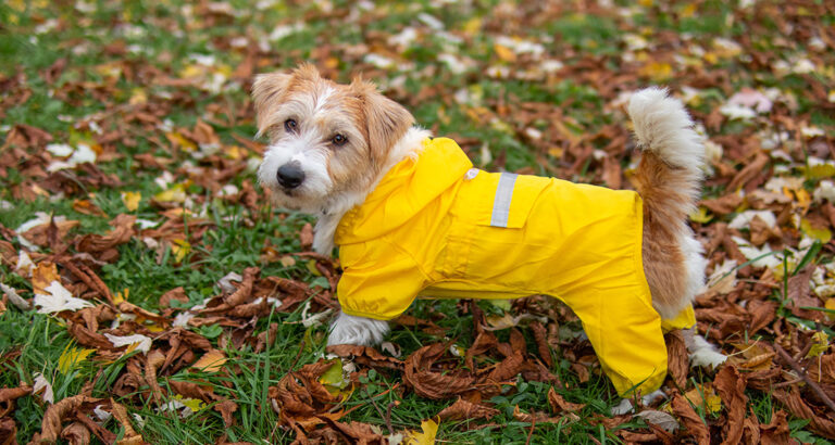 These are the Top 5 Dog Raincoats