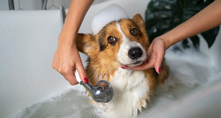 Dog Shampoo Review: The Top 5 Compared