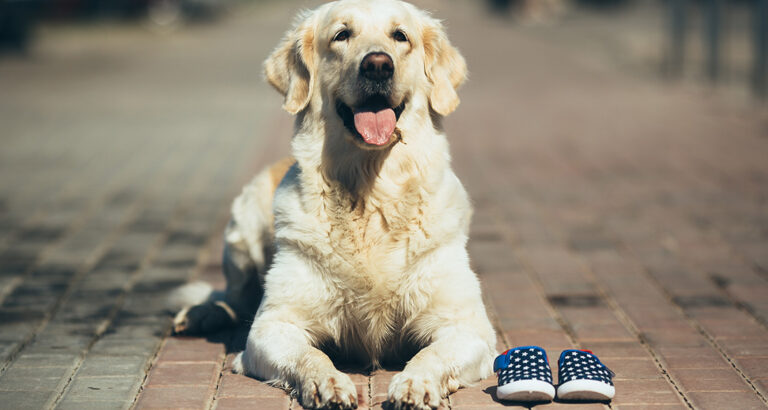 Dog Shoes: Are They Beneficial or Not? (5 Valuable Tips)