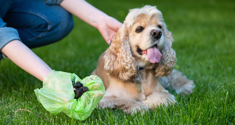 We can recommend these 4 Dog Waste Bags to you