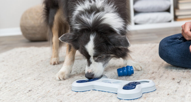 These are the 5 best Intelligence Toys for Dogs