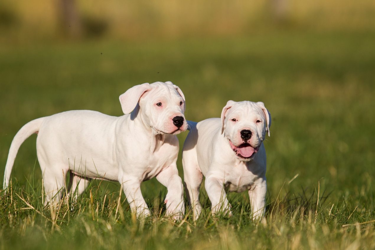 Dogo Argentino