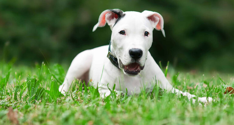 Dogo Argentino: Dog Breed Characteristics & Care