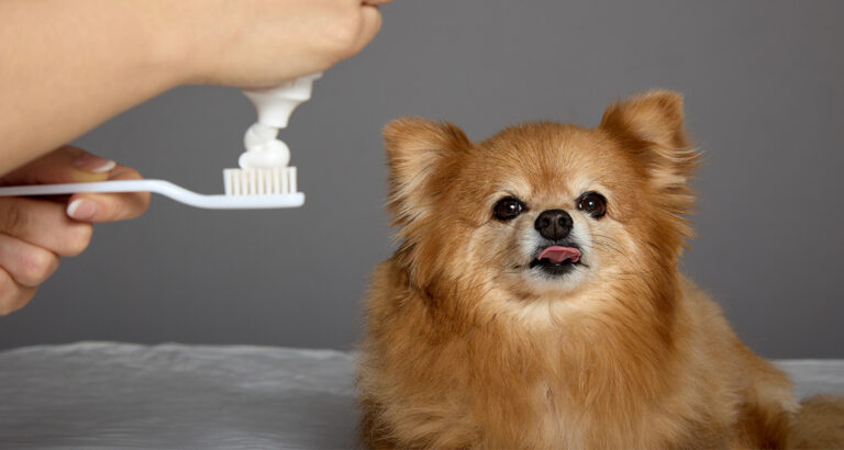 Dog Toothpaste Review: The Top 5 Compared