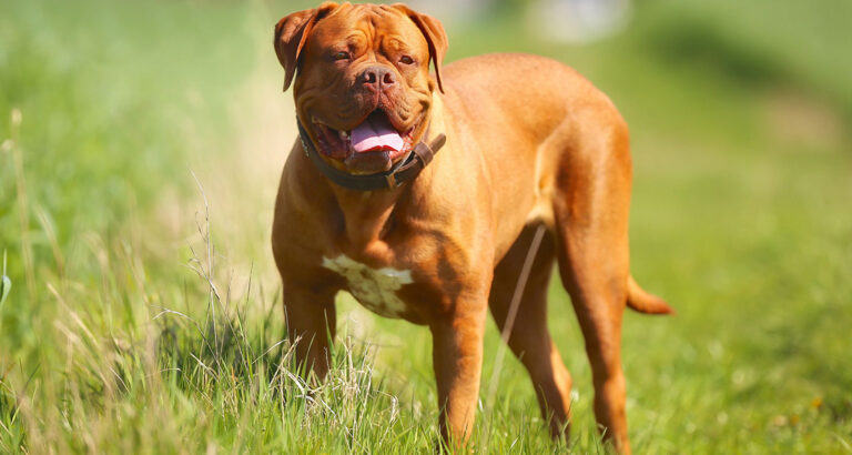 Dogue de Bordeaux (French Mastiff): Dog Breed Characteristics & Care