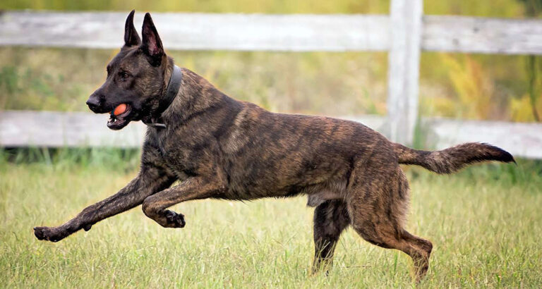 Dutch Shepherd: Dog Breed Characteristics & Care