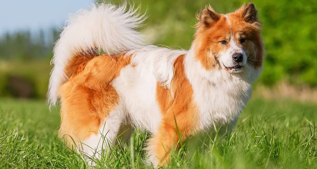 Elo: Dog Breed Characteristics & Care