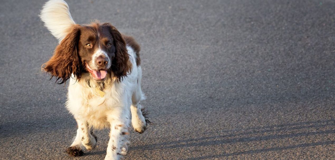 English Springer Spaniel