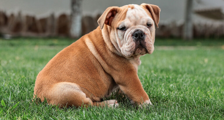 English Bulldog: Dog Breed Characteristics & Care