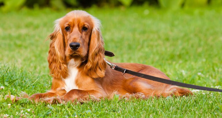 English Cocker Spaniel: Dog Breed Characteristics & Care