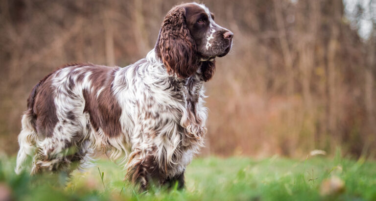 English Springer Spaniel: Dog Breed Characteristics & Care