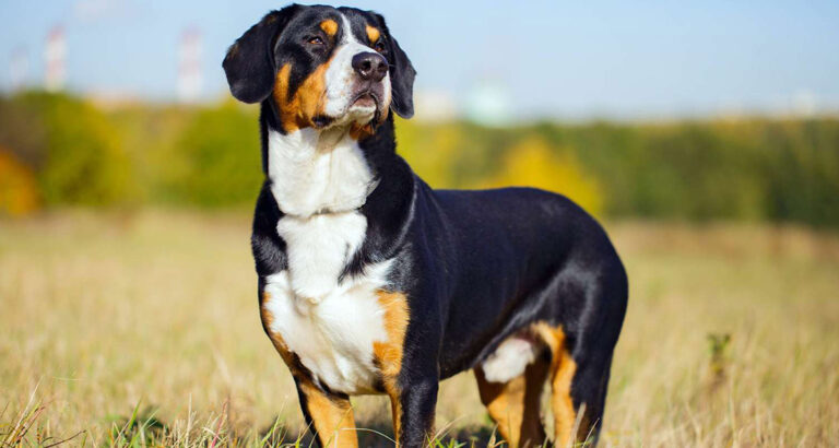 Entlebucher Mountain Dog: Dog Breed Characteristics & Care