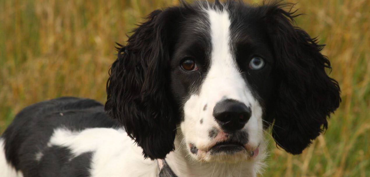 Field Spaniel