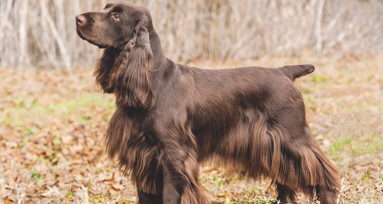 Field Spaniel: Dog Breed Characteristics & Care