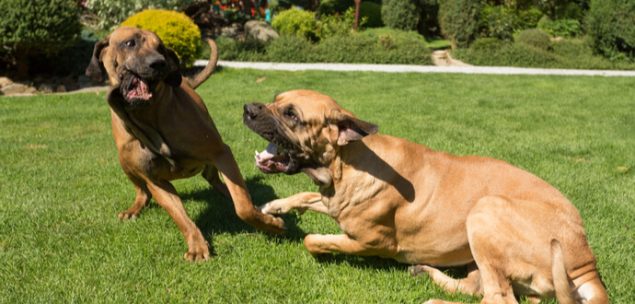 Fila Brasileiro