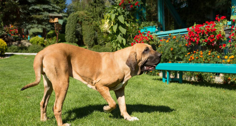 Fila Brasileiro: Dog Breed Characteristics & Care