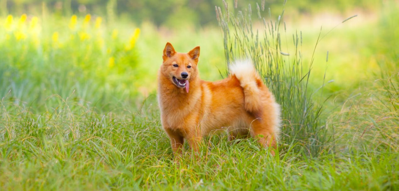 Finnish Spitz