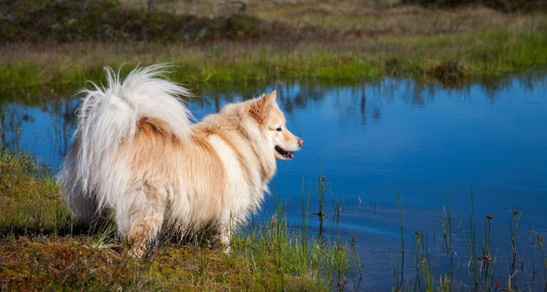 Finnish Lapphund: Dog Breed Characteristics & Care