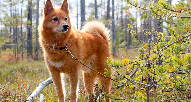 Finnish Spitz: Dog Breed Characteristics & Care