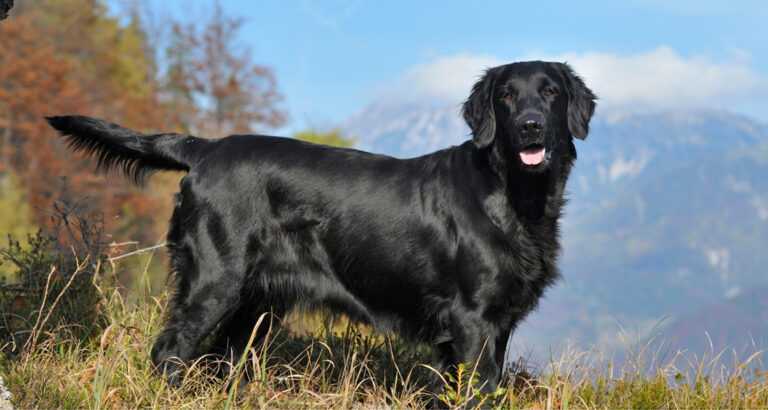 Flat Coated Retriever: Dog Breed Characteristics & Care