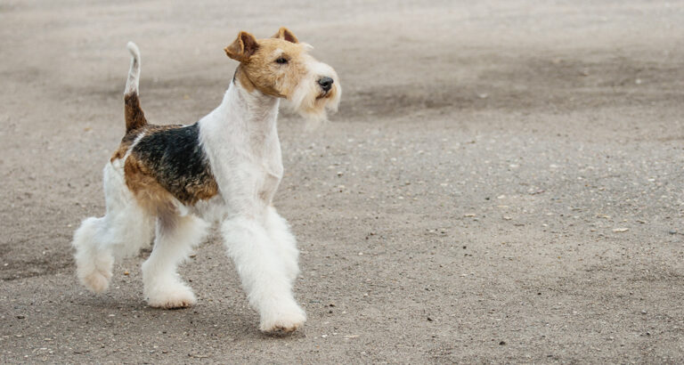 Fox Terrier: Dog Breed Characteristics & Care