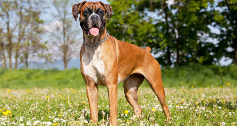 German Boxer: Dog Breed Characteristics & Care