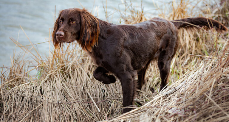 German Longhaired Pointer: Dog Breed Characteristics & Care