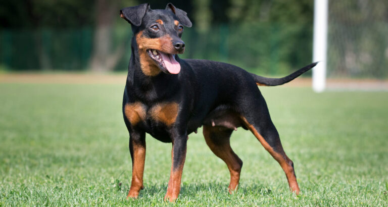 German Pinscher: Dog Breed Characteristics & Care